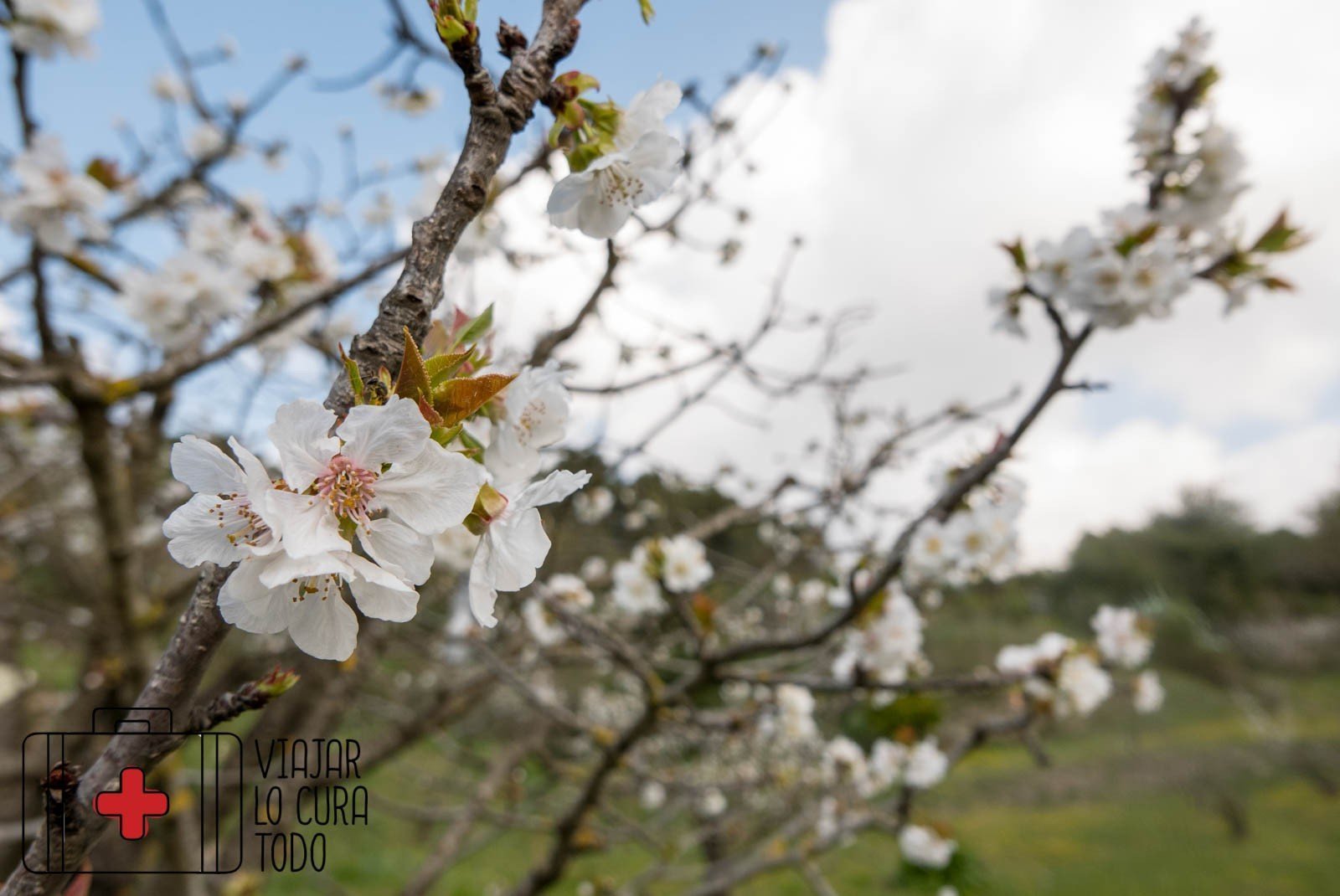 Cerezos en flor
