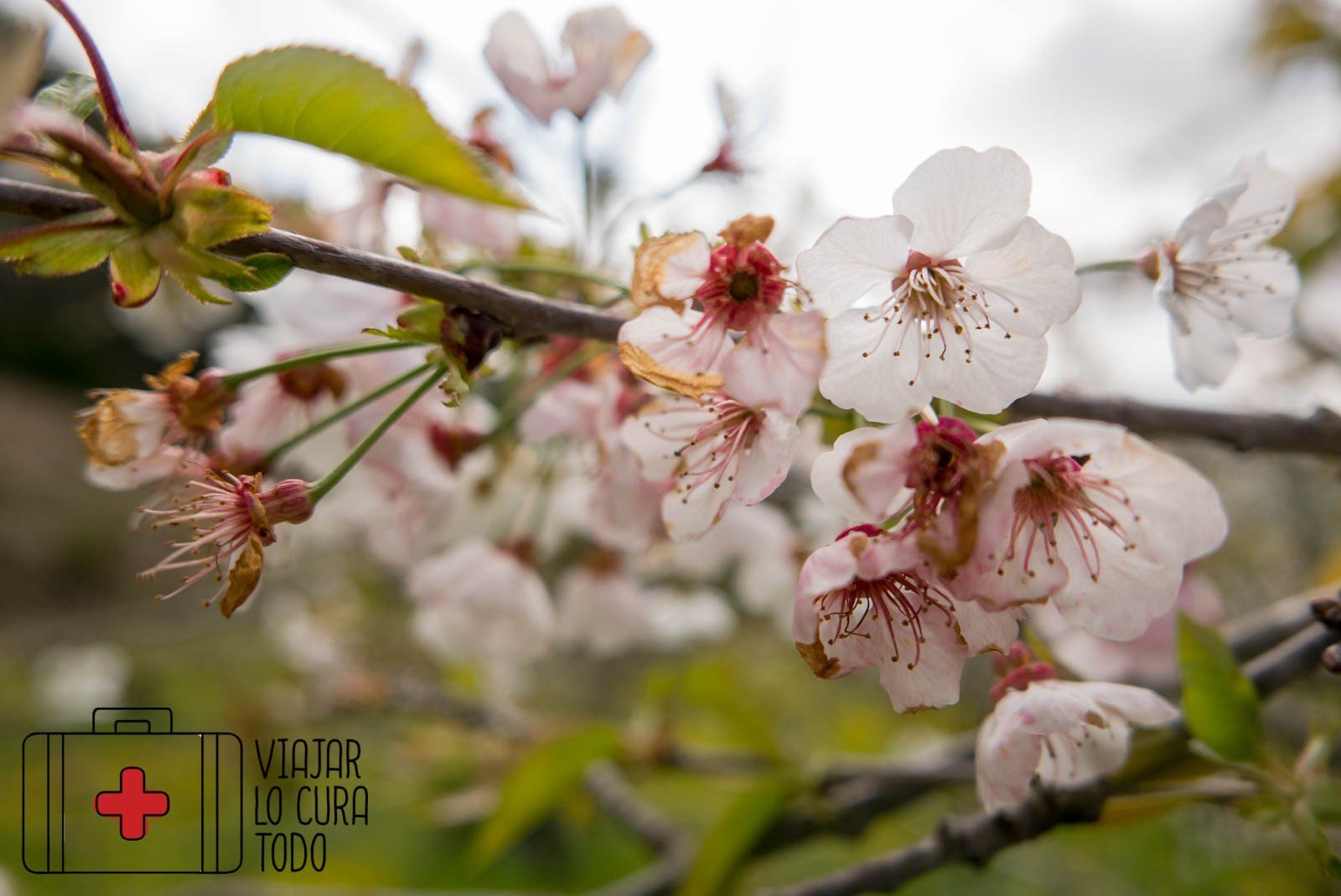 ¿Dónde ver cerezos en flor en Barcelona?