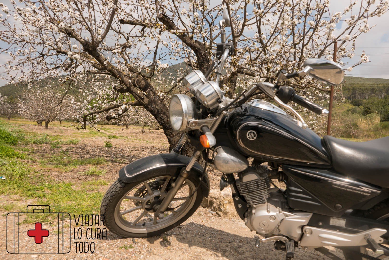 ¿Dónde ver cerezos en flor en Barcelona?