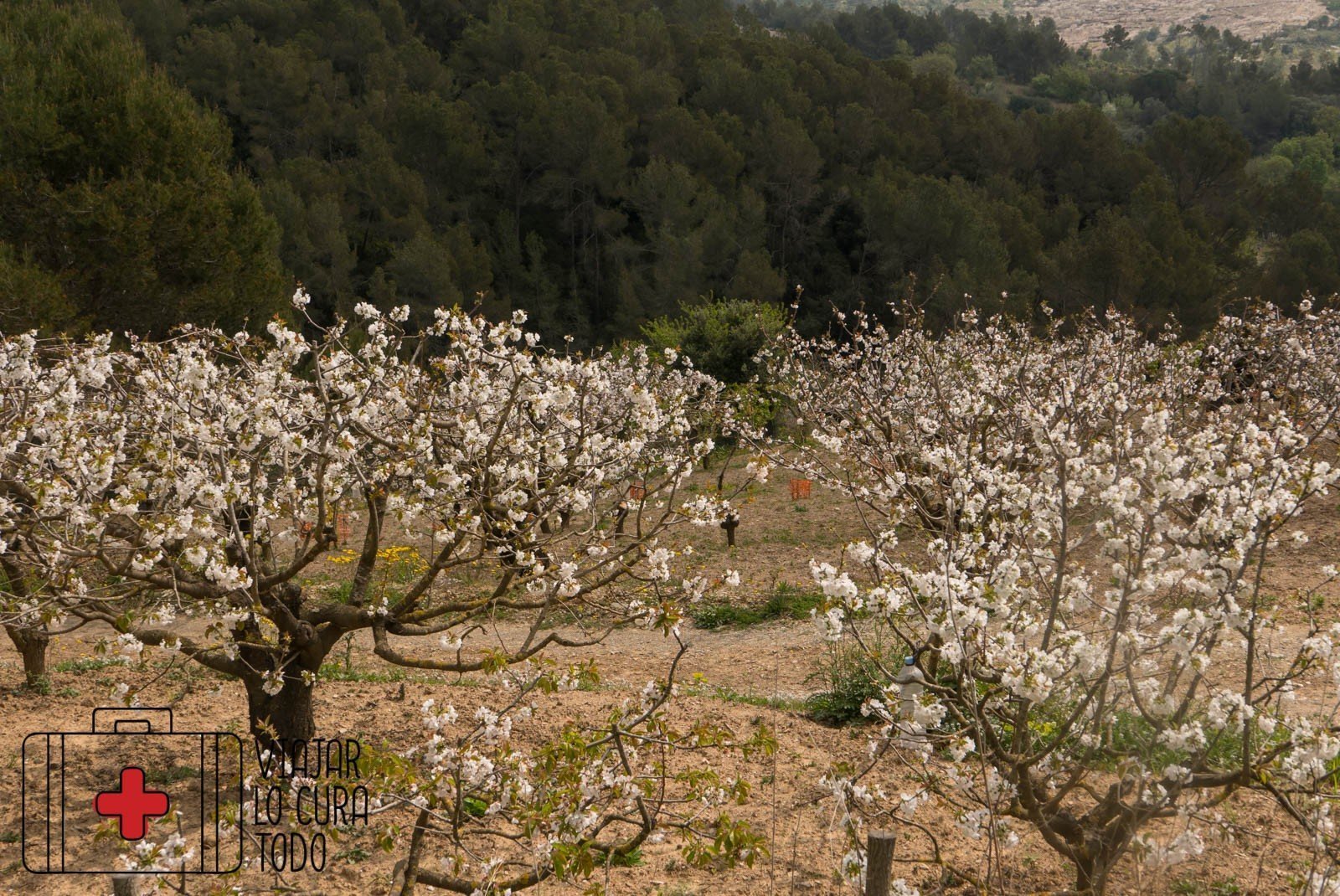 ¿Dónde ver cerezos en flor en Barcelona?