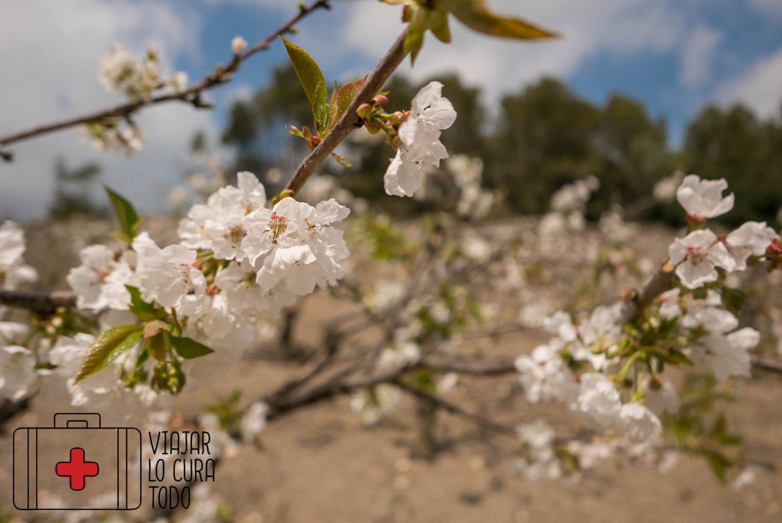 ¿Dónde ver cerezos en flor en Barcelona?