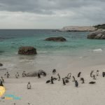 Boulder's beach penguins South africa