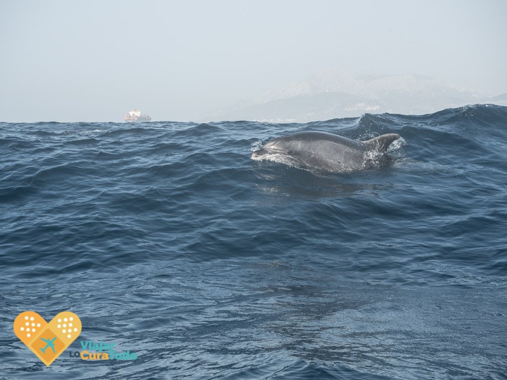 delfines estrecho de Gibraltar