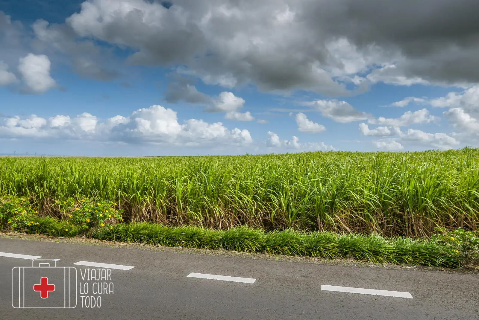 sugar canes Mauritius