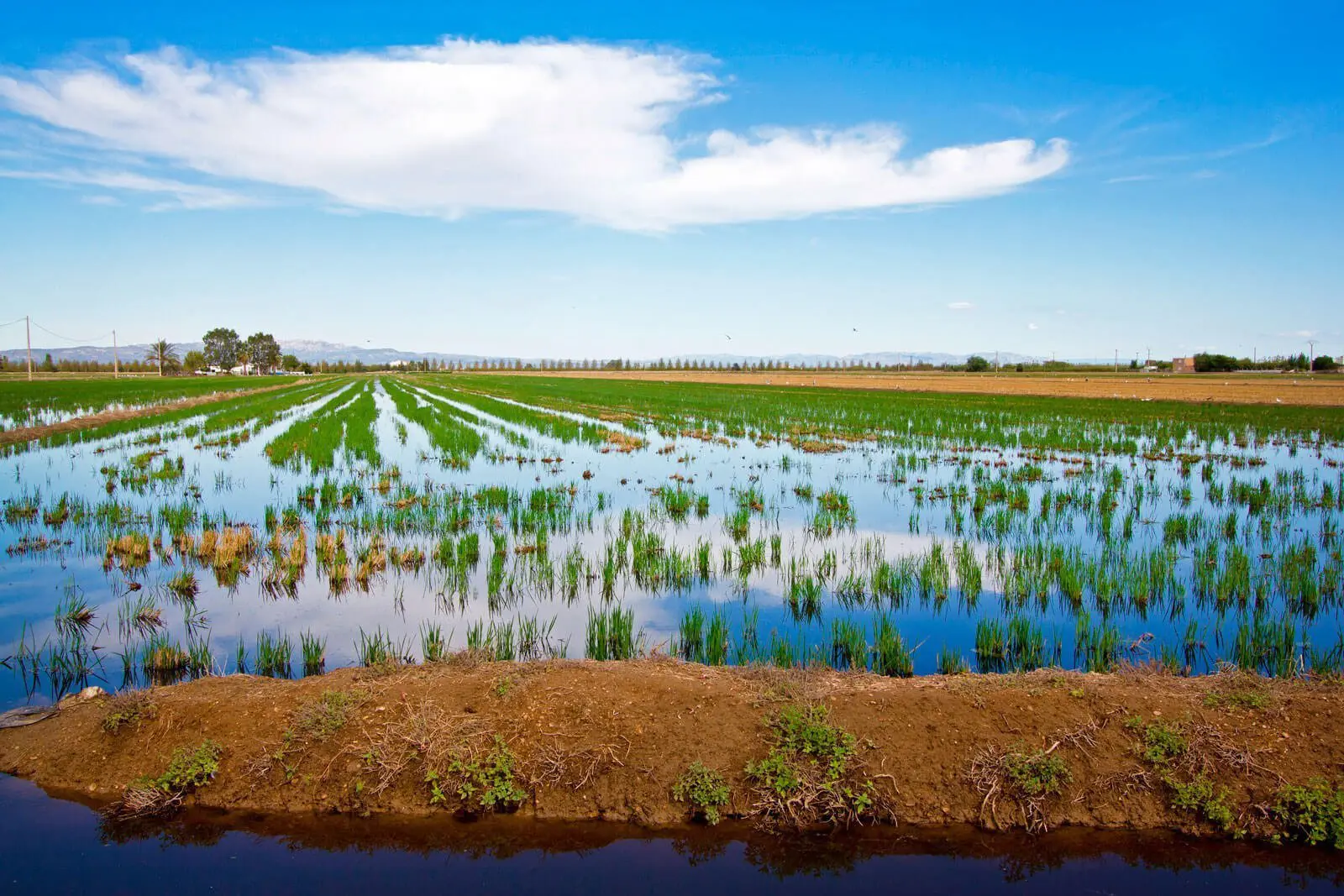 arrozales delta del ebro