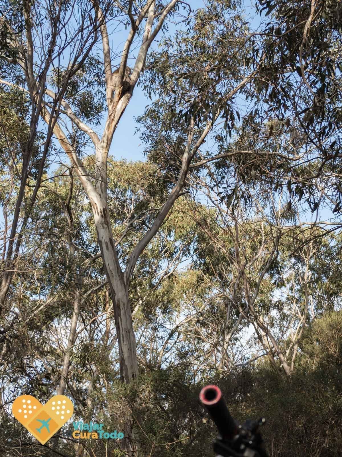 koala on a tree
