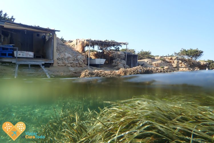 posidonia formentera